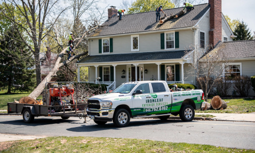tree-removal-iron-leaf